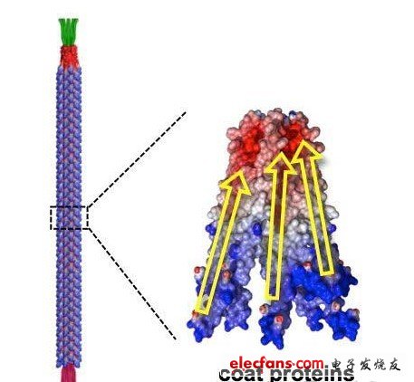 M13噬菌體的形狀。制成了長(zhǎng)880nm，直徑為6.6nm的棒狀。構(gòu)成外膜部分的2700個(gè)蛋白質(zhì)各呈螺旋狀，在外力作用下產(chǎn)生變形時(shí)就會(huì)極化