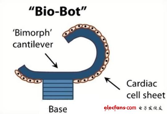 科學(xué)家正在研制有心臟細胞構(gòu)成的“生物機器人”